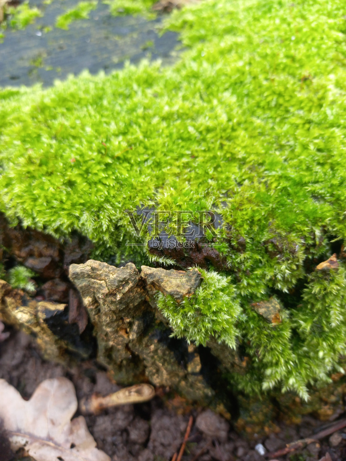 绿色的大自然照片摄影图片