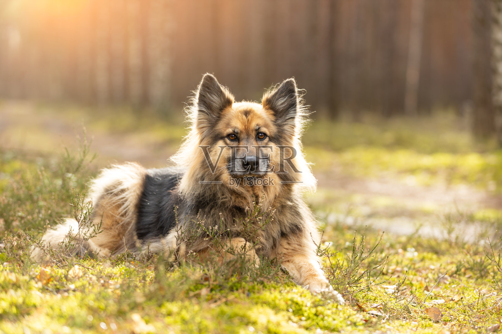 在阳光明媚的日子里躺在森林苔藓上的混血狗照片摄影图片