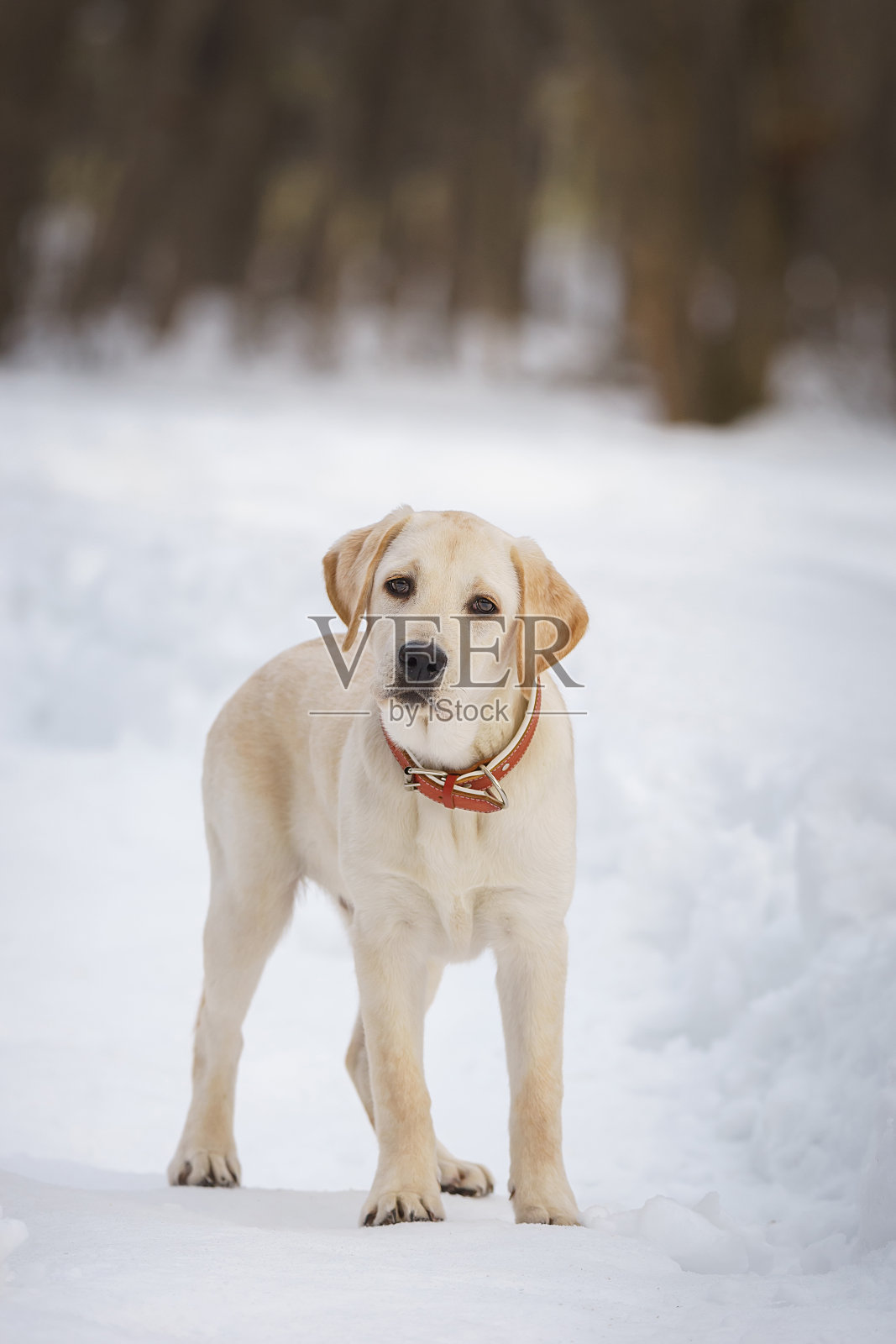 年轻的拉布拉多犬在大自然中观察冬天的场地。照片摄影图片