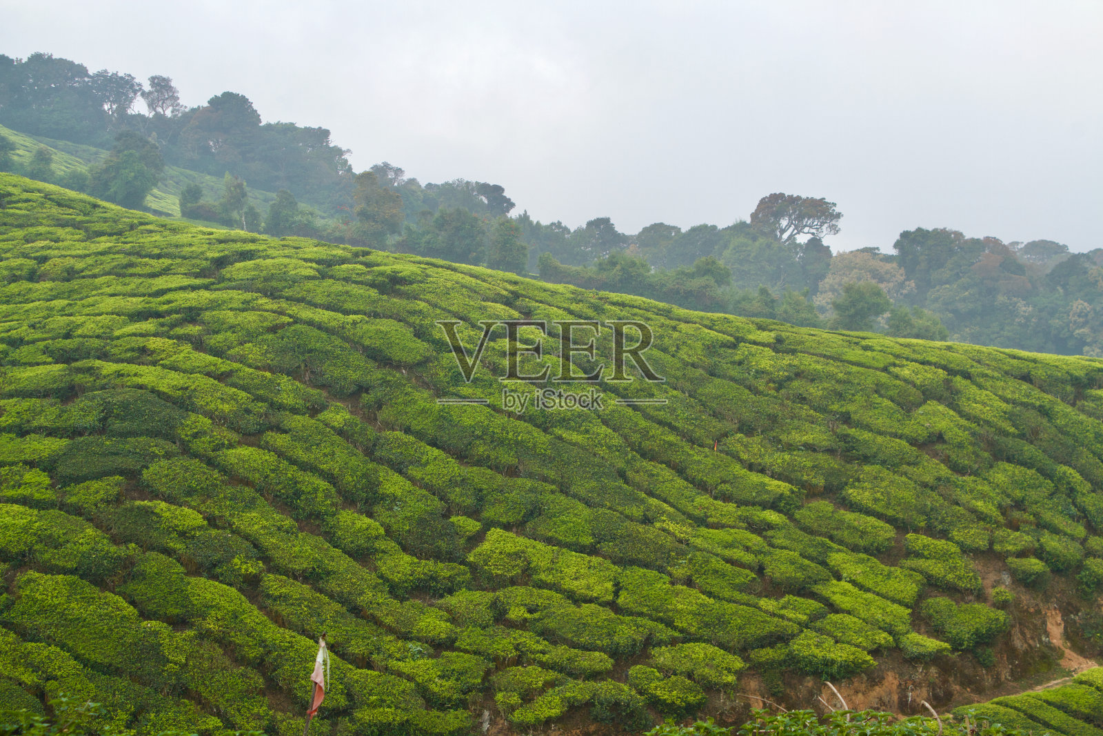 印度穆纳尔的茶园照片摄影图片