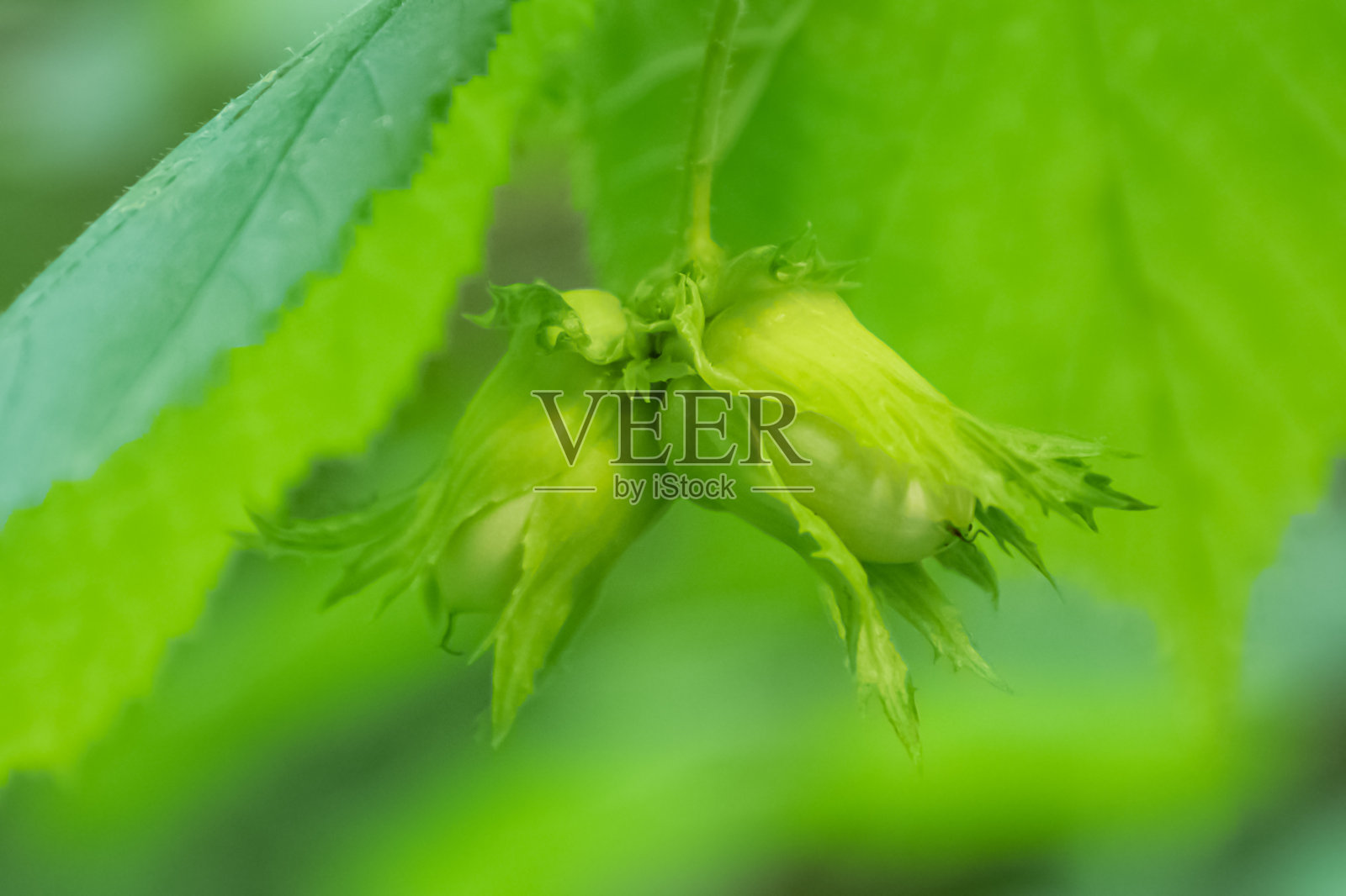 绿色未成熟的榛子棒子长在树枝上照片摄影图片