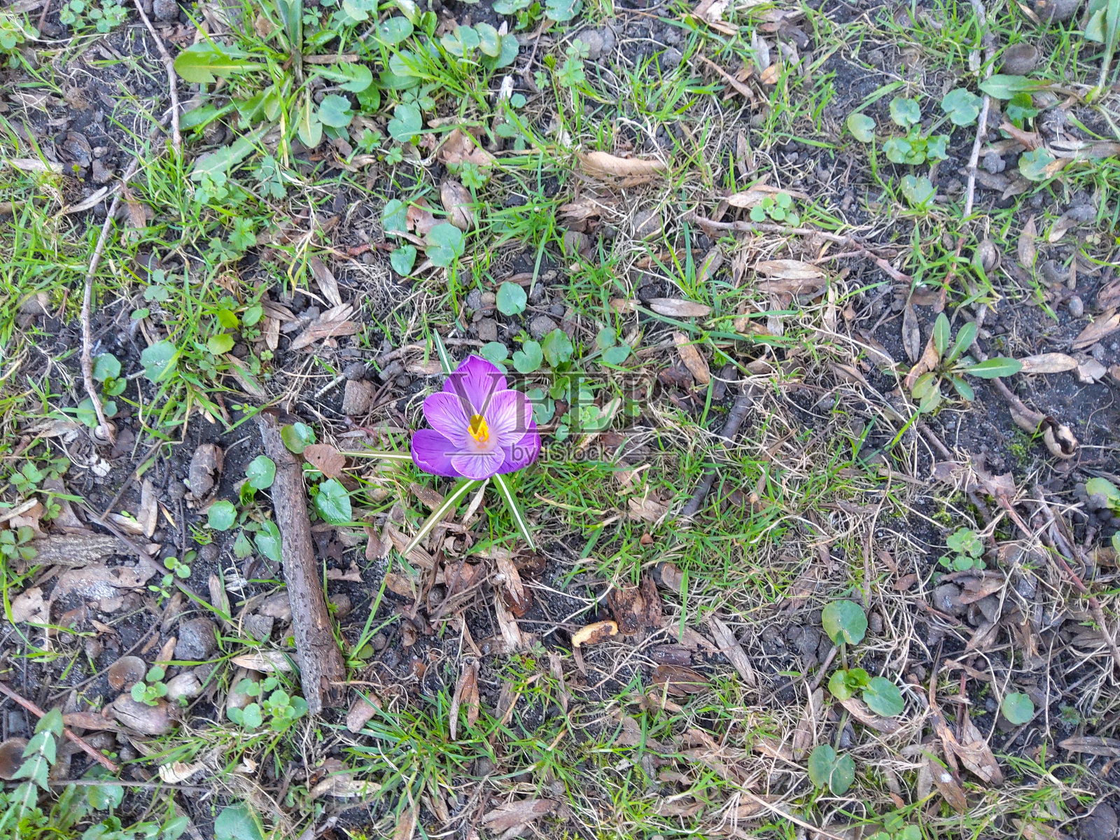 紫色的花。照片摄影图片