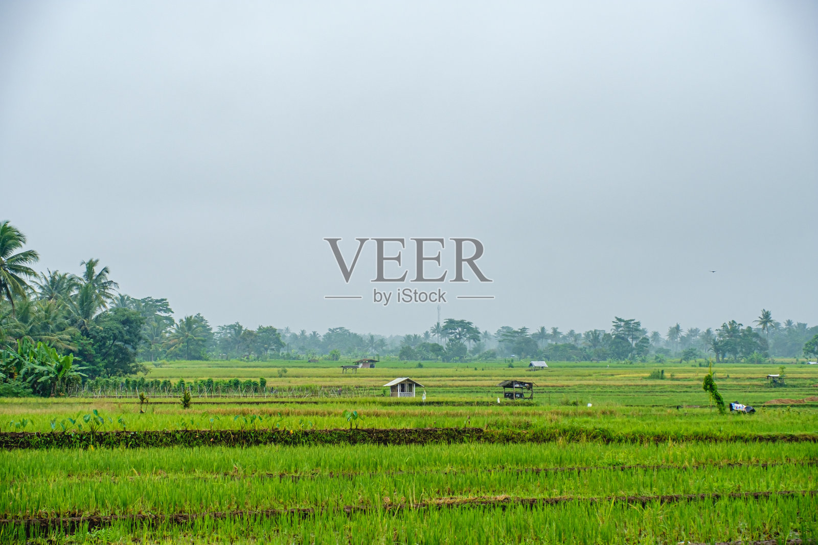 一个村庄的肖像，在稻田中间，是绿色和潮湿的，但美丽照片摄影图片