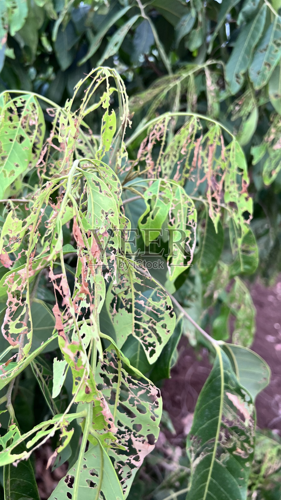 伤害叶照片摄影图片