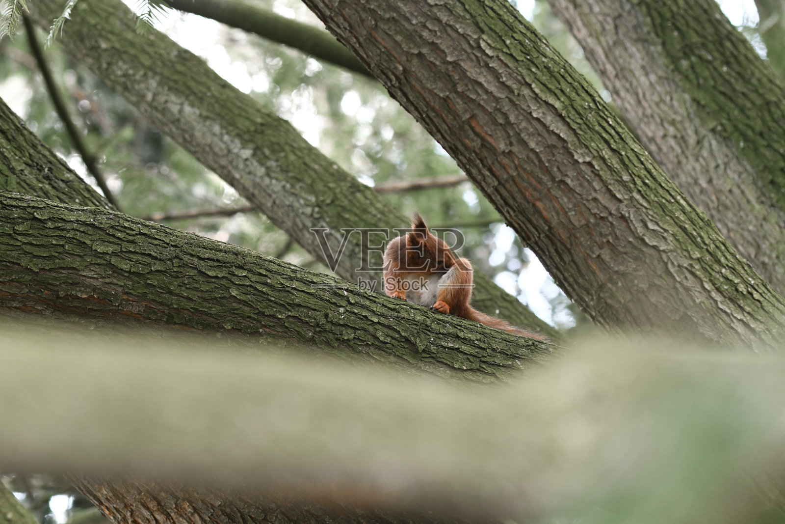 树上松鼠的照片照片摄影图片