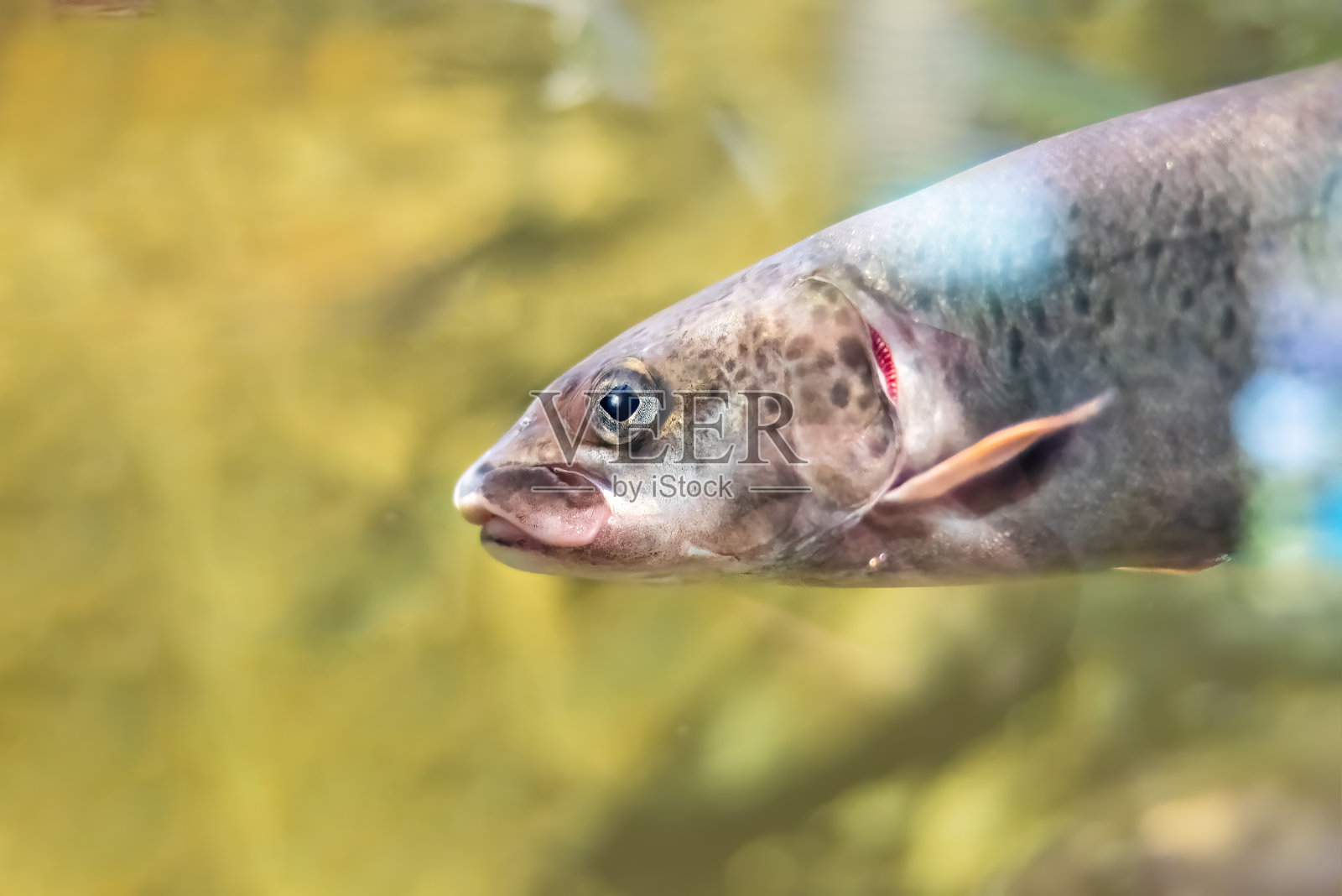 西伯利亚taimen (Hucho taimen)，又称普通taimen照片摄影图片