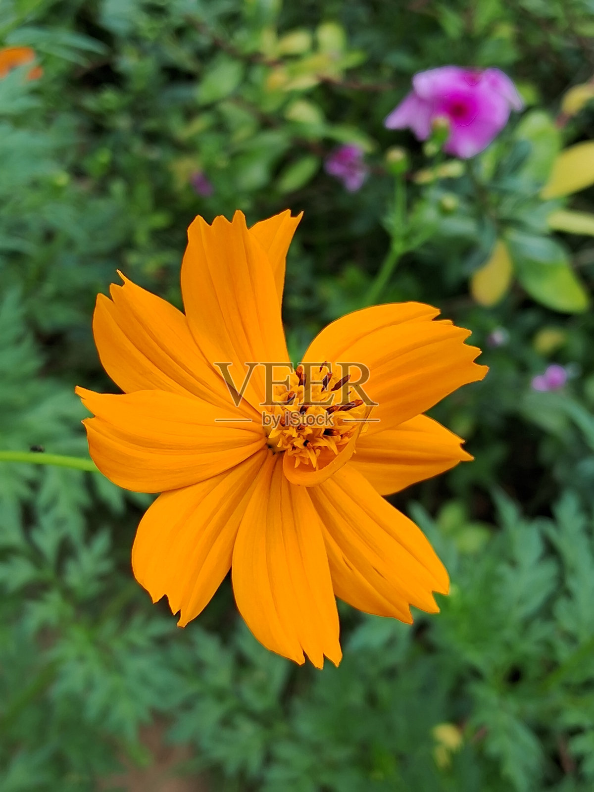 爱照片摄影图片