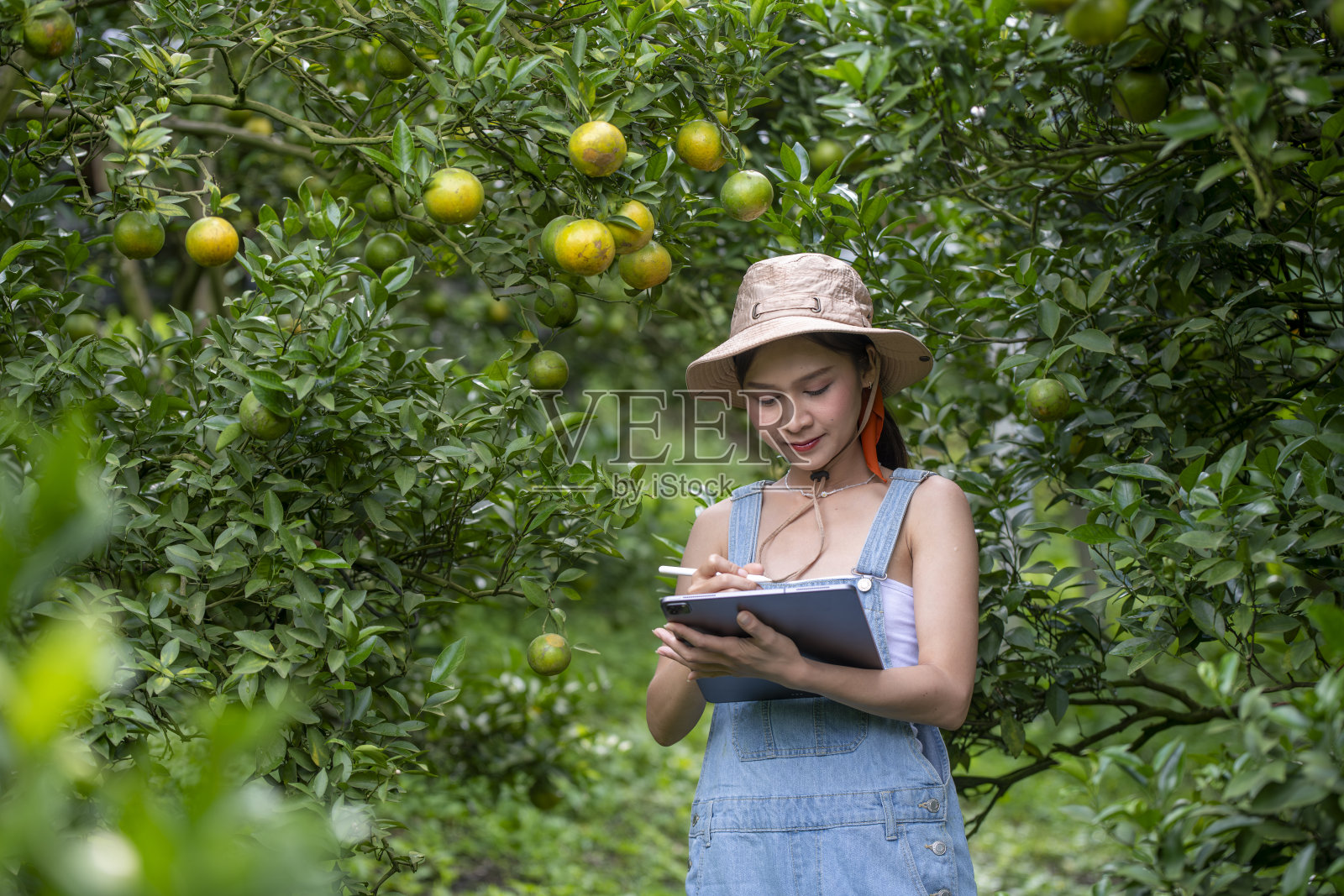 快乐的农妇在花园里带着篮子有机橘子树种植花园，收获成熟的橘子作物。这是农业智能收获和种植的概念照片摄影图片