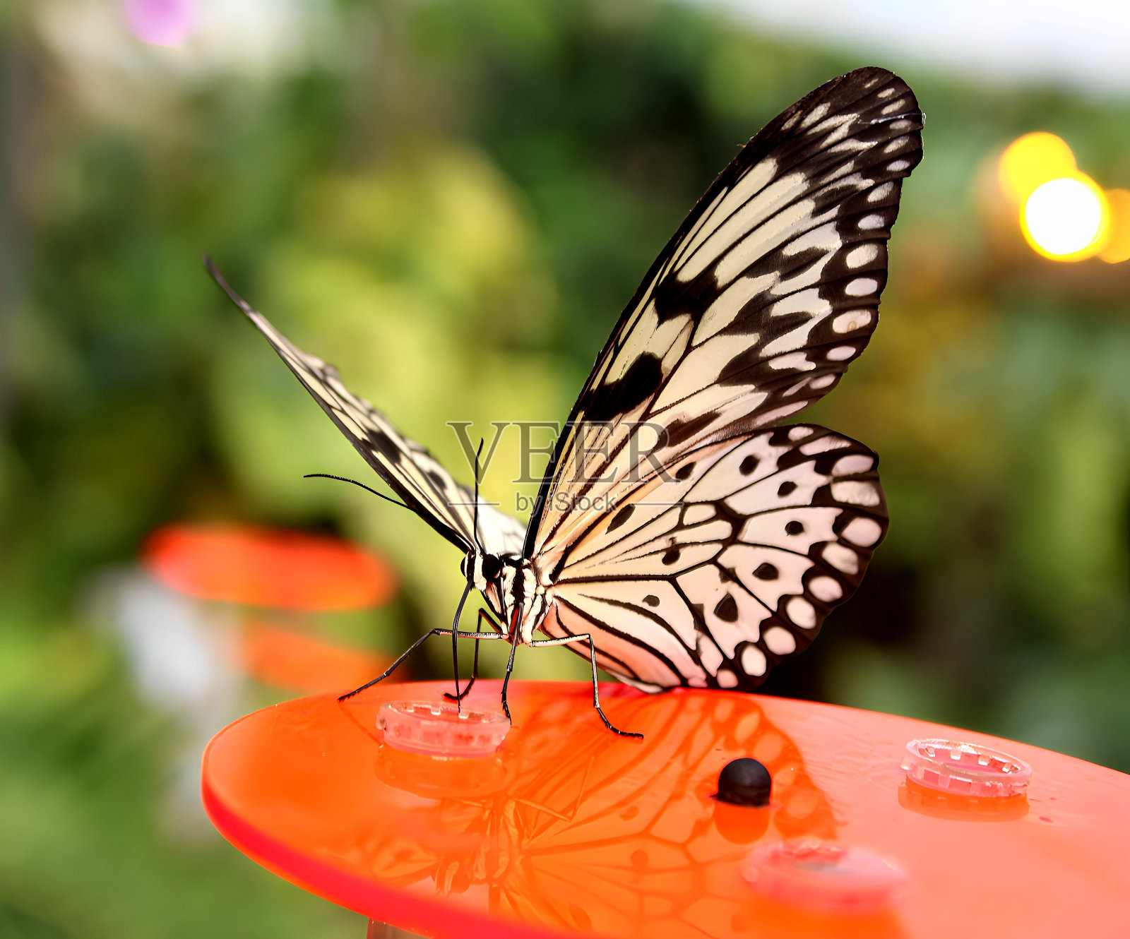 蝴蝶照片摄影图片