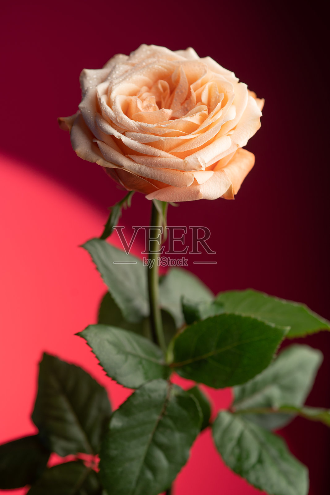 一朵被露珠吻过的桃玫瑰在鲜红的背景下绽放，它的花瓣光彩夺目，清新动人。照片摄影图片