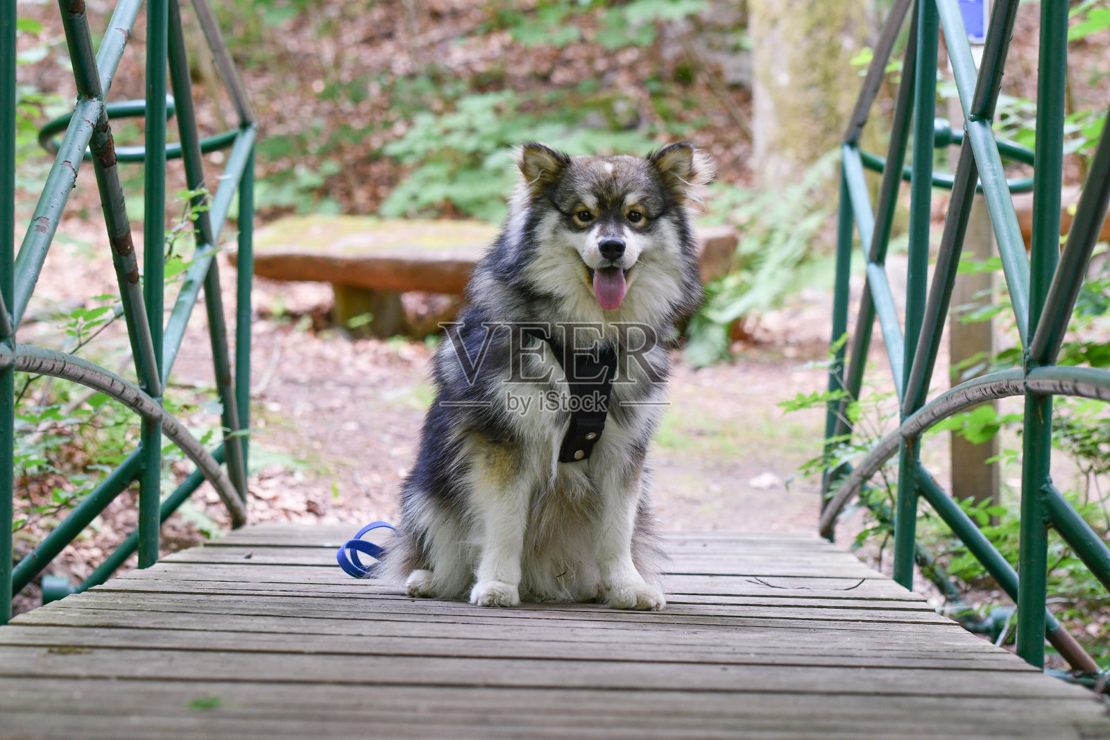 一只年轻的芬兰拉普芬犬的肖像照片摄影图片