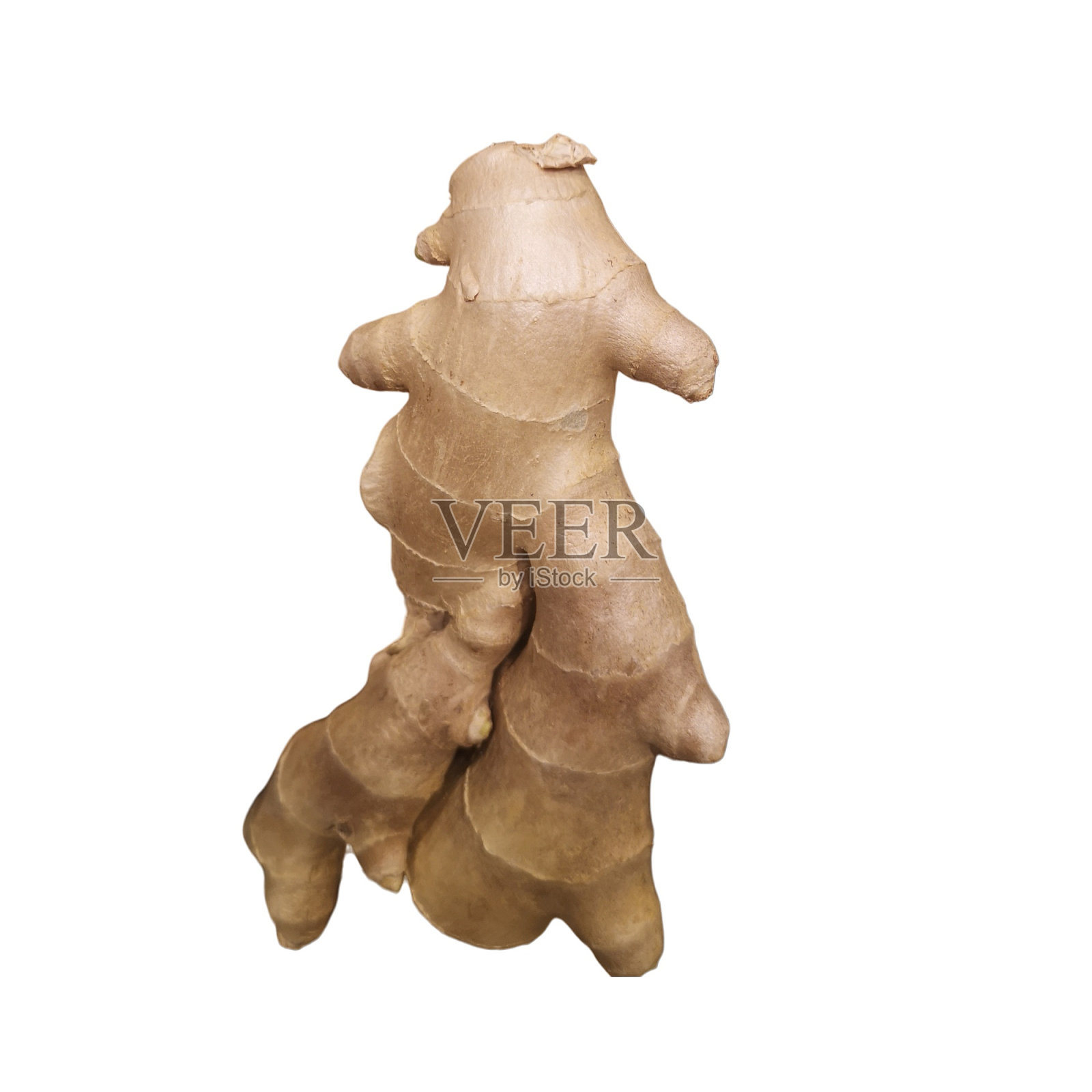 在白色背景上分离的新鲜的整个生姜根照片摄影图片