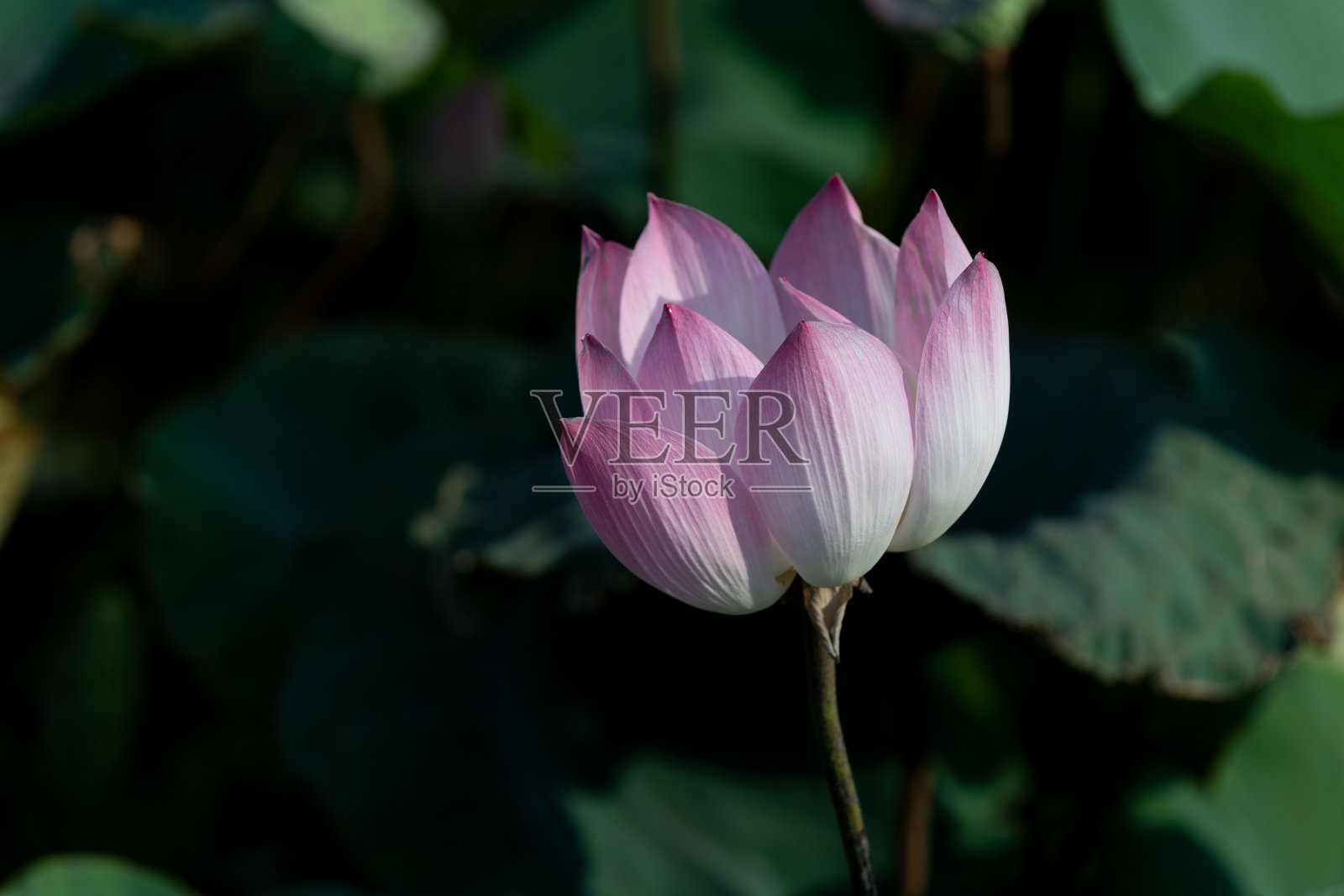 神圣的莲花在越南北部一个阳光普照的池塘里盛开。照片摄影图片