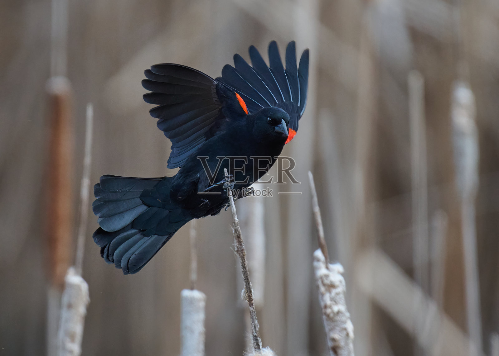 红翼黑鹂栖息在树枝上照片摄影图片