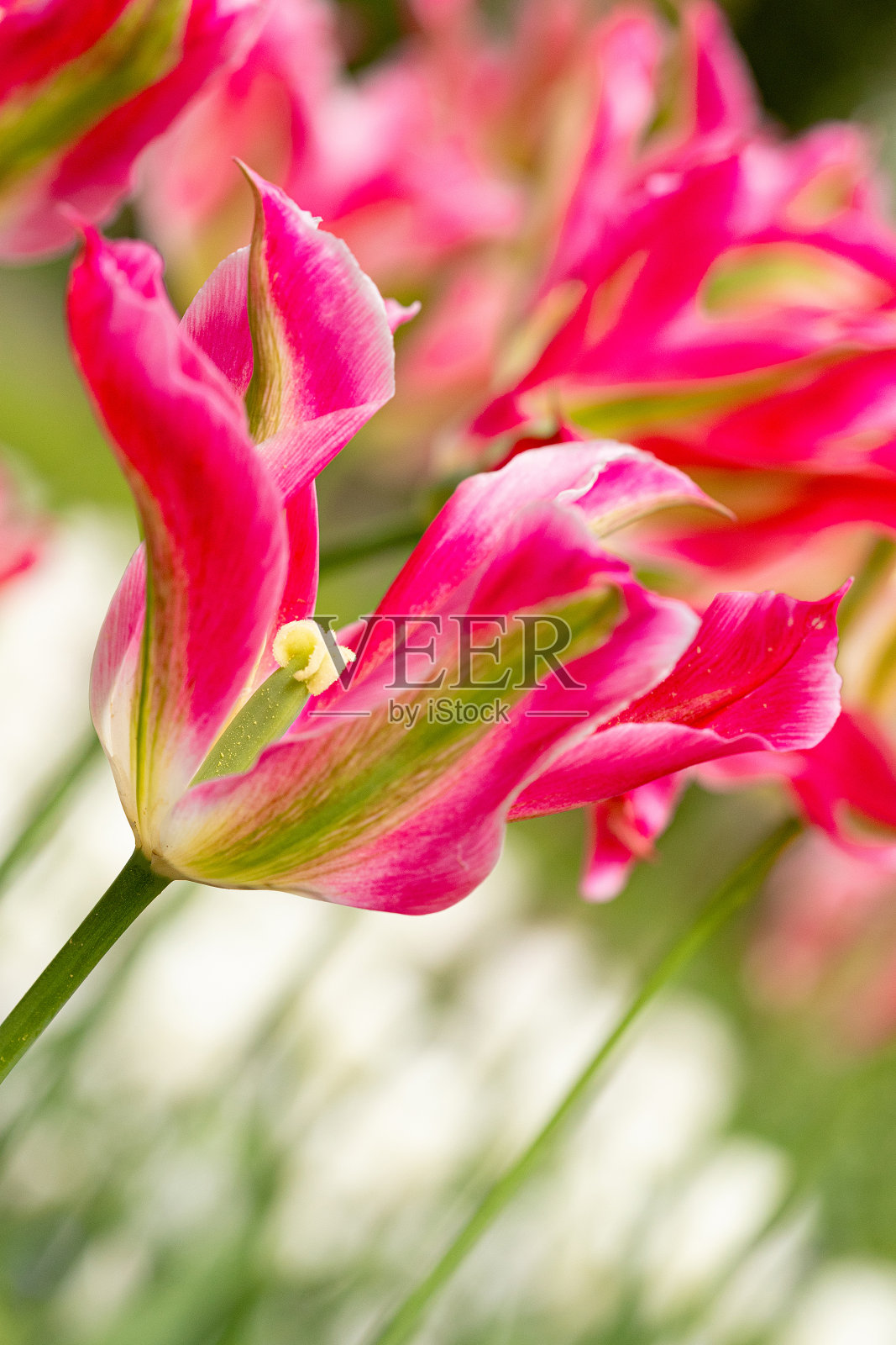 郁金香，粉红色-荷兰花照片摄影图片