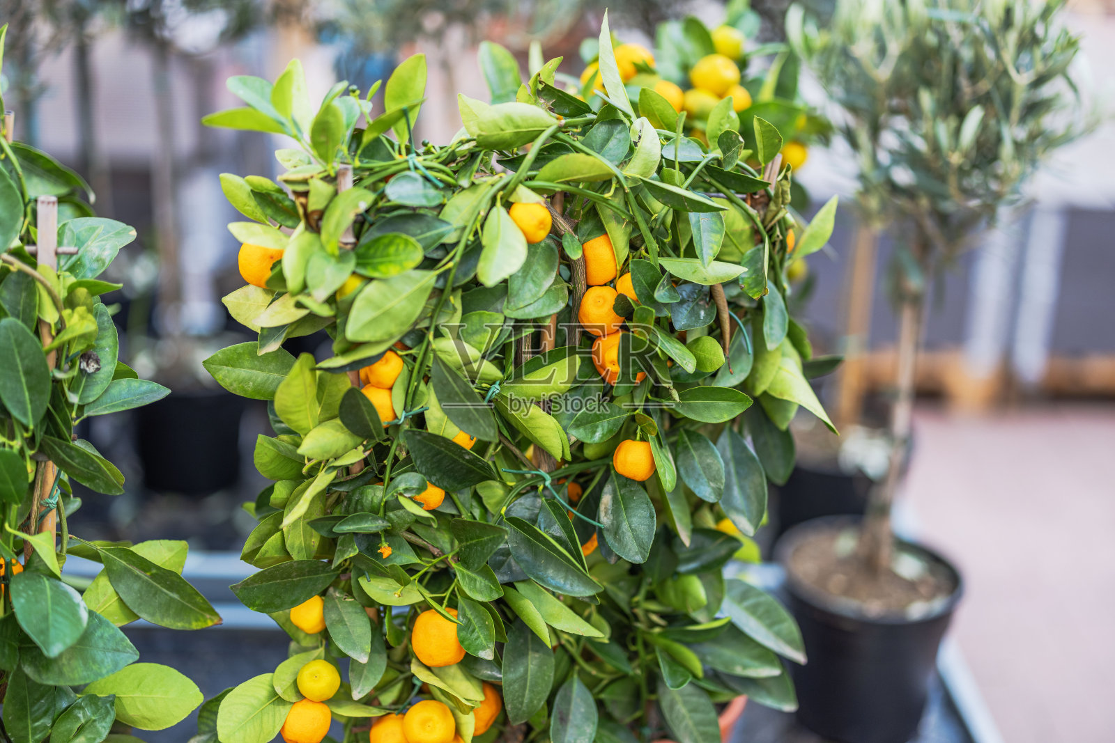 橘子树的特写，树枝上有成熟的橘子。瑞典。照片摄影图片