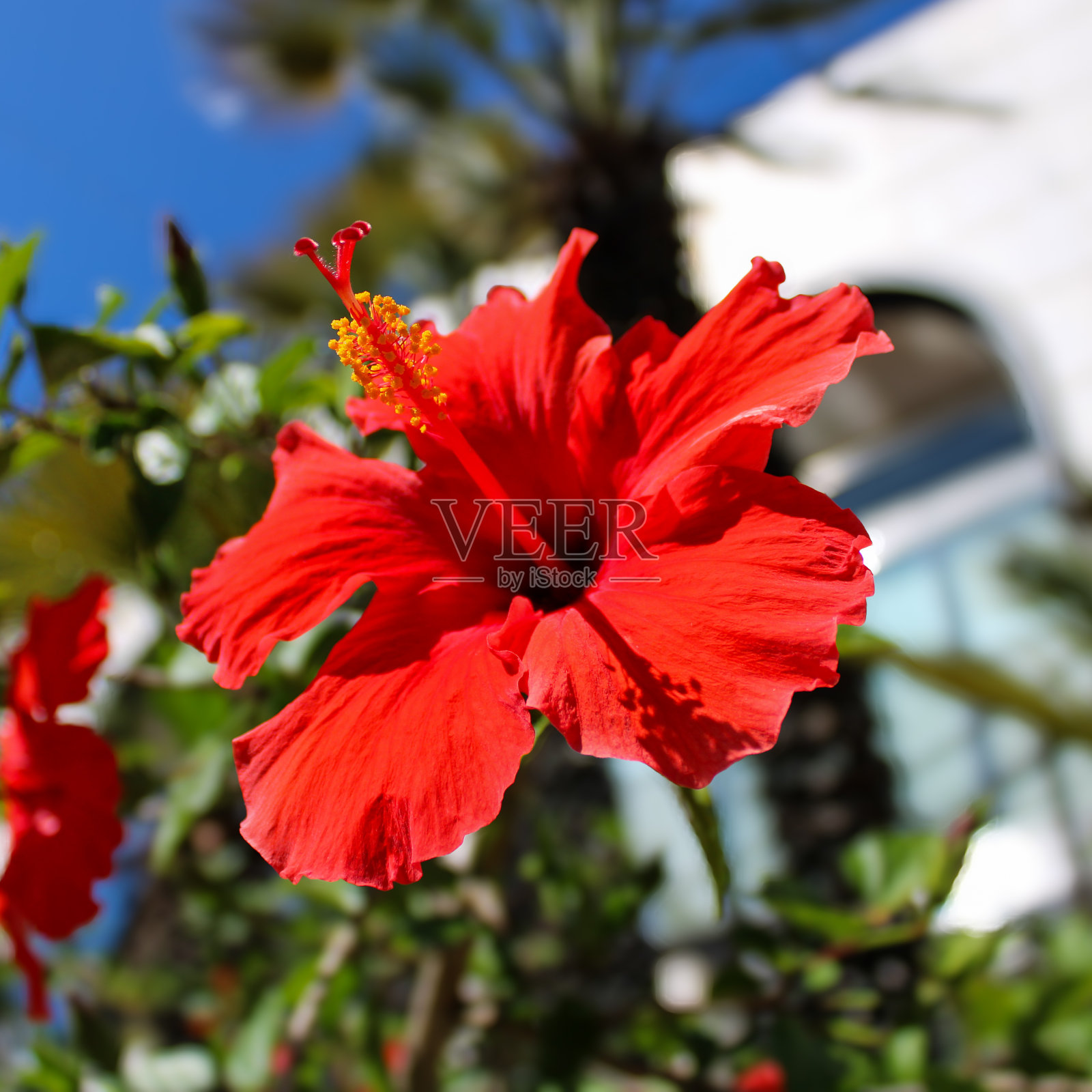 红色芙蓉花照片摄影图片