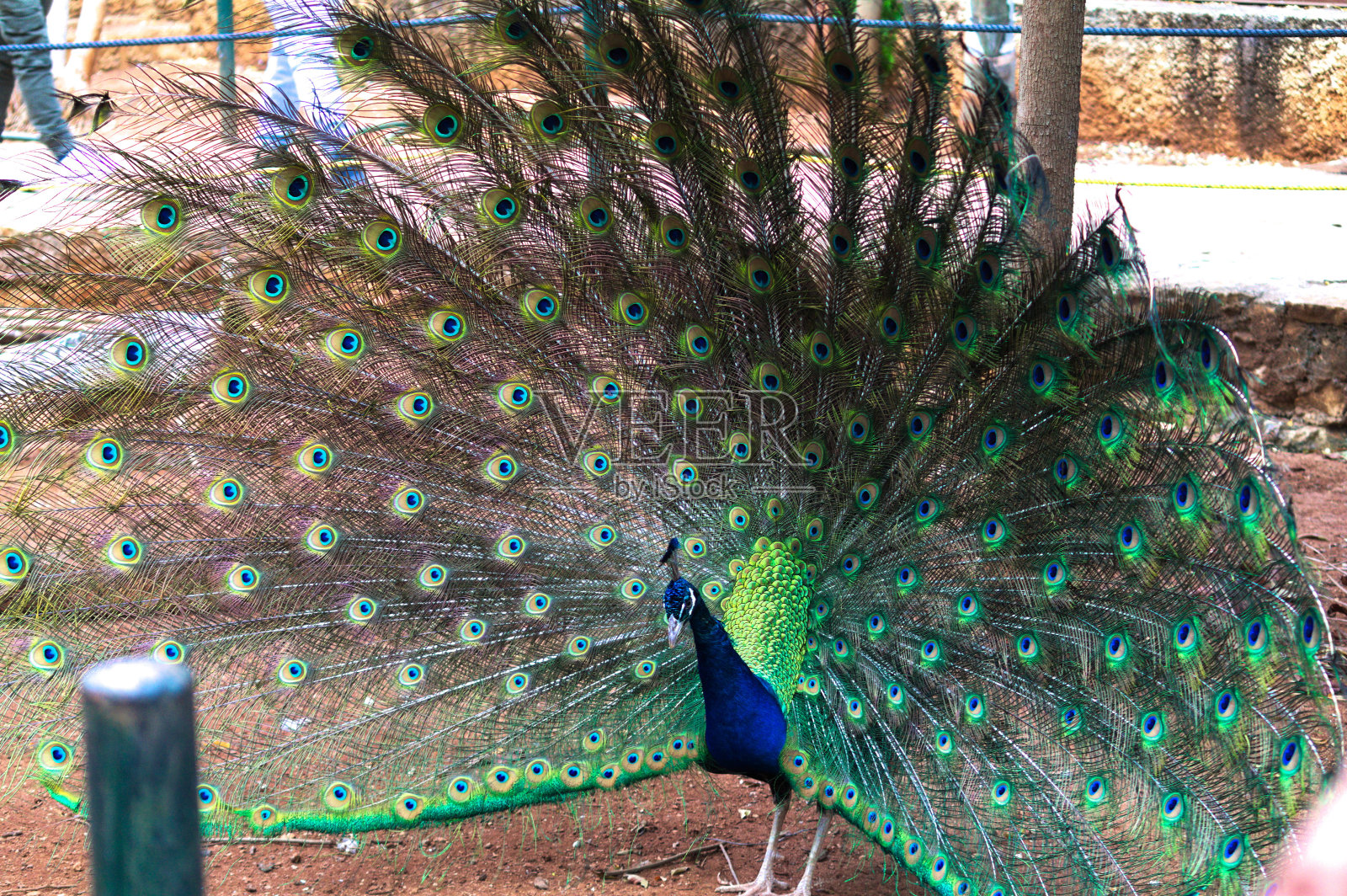 孔雀的尾巴照片摄影图片