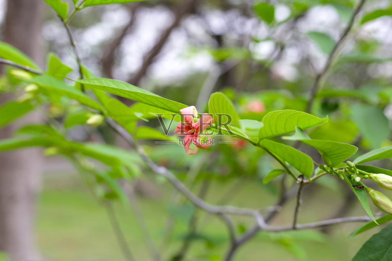 有绿色叶子的白花杂交花照片摄影图片