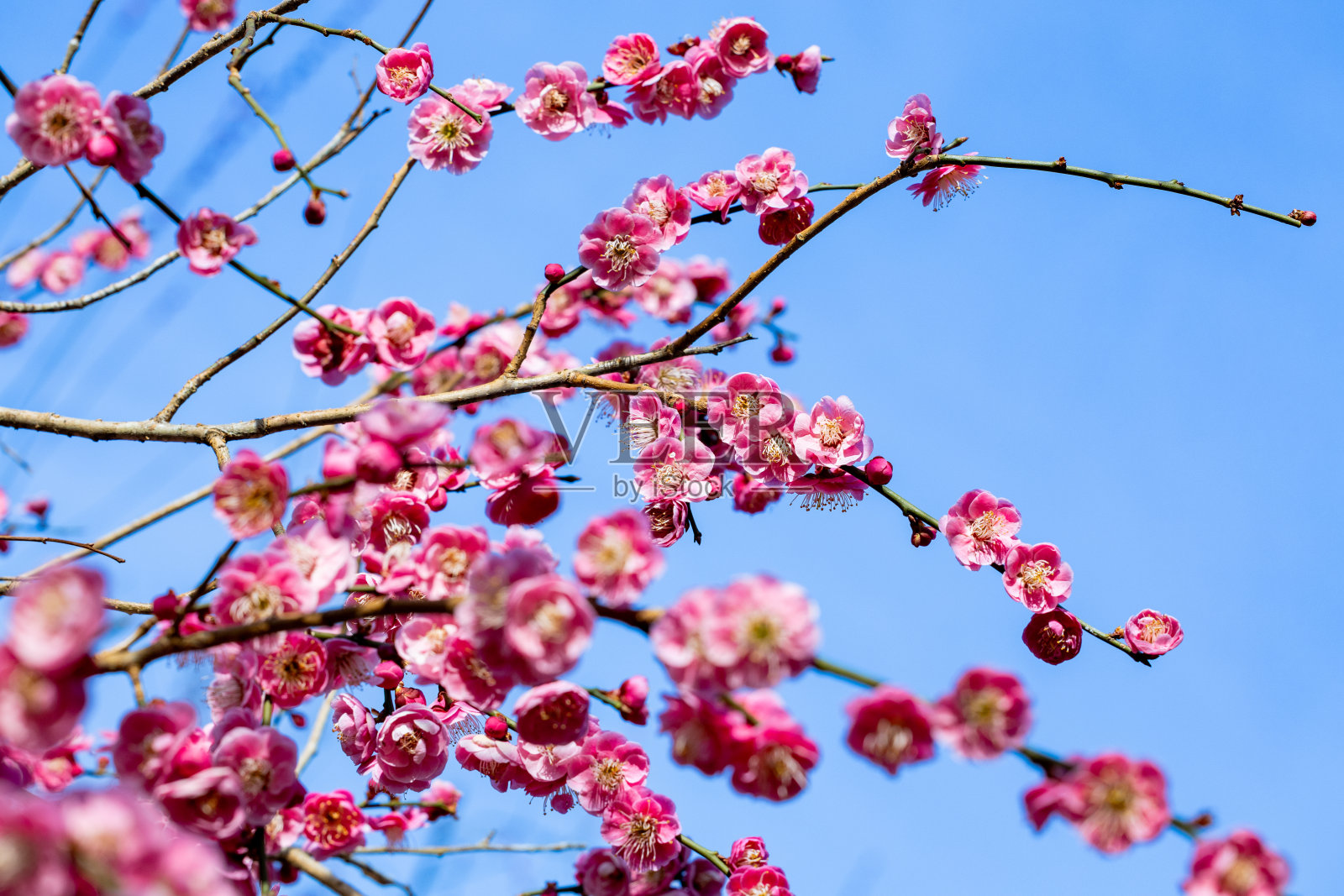 美丽的日本杏花盛开在早春的“Tukushiko”。照片摄影图片