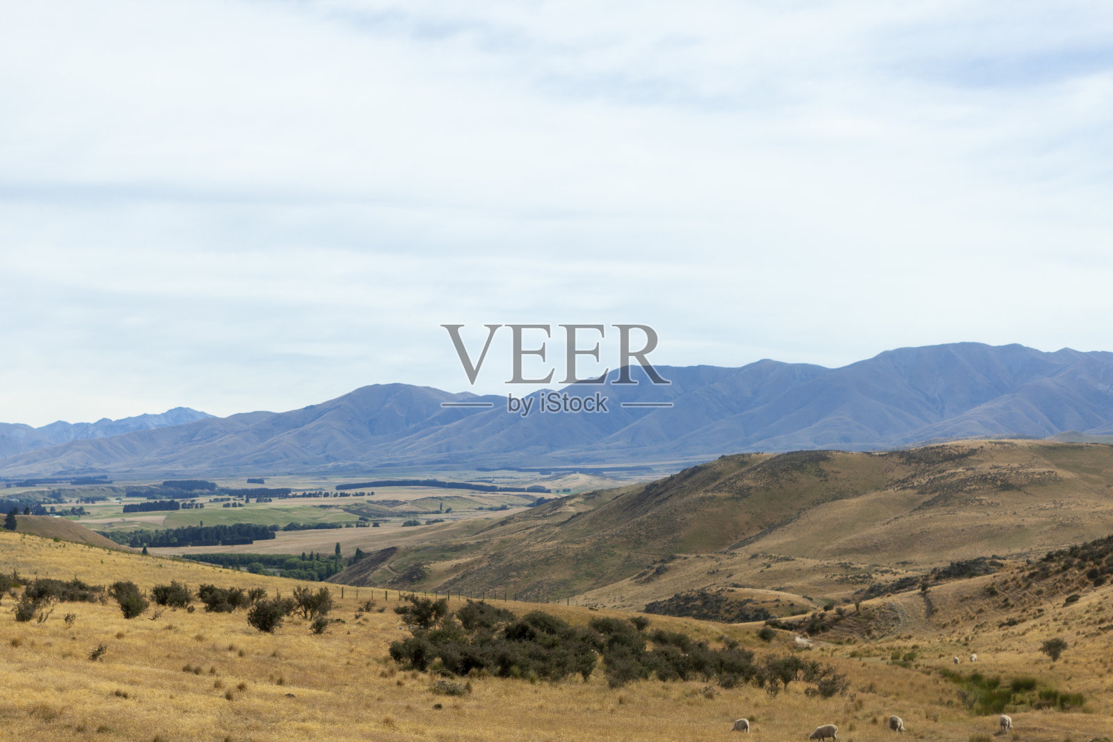 一群羊在牧场上吃草，新西兰南岛照片摄影图片