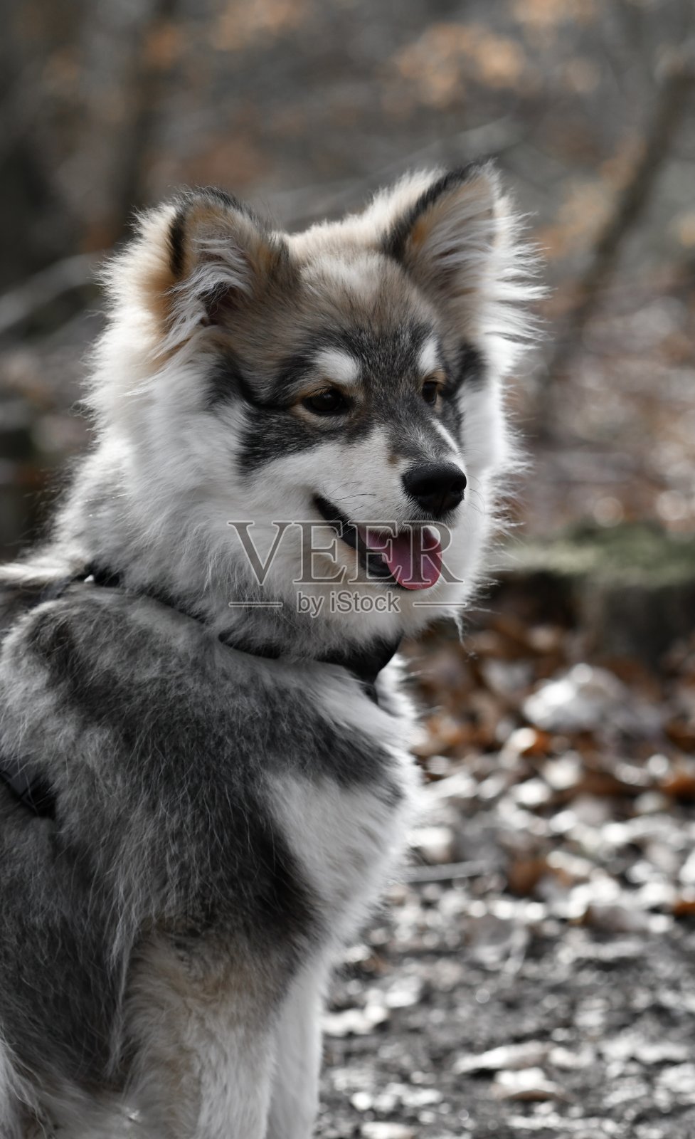 一只年轻的芬兰拉普芬犬的肖像照片摄影图片