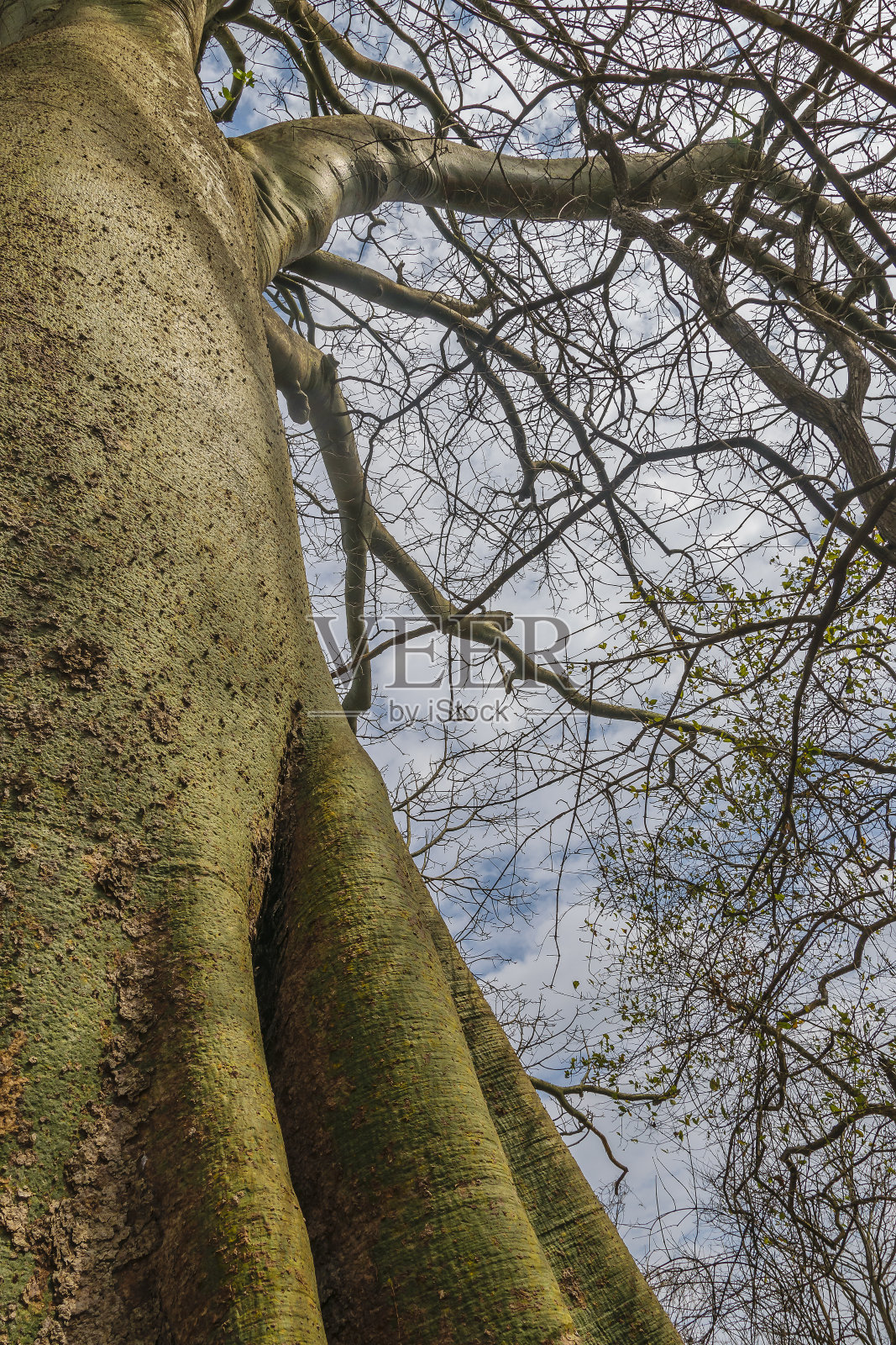 Ceibo树，干燥森林，瓜亚基尔，厄瓜多尔照片摄影图片