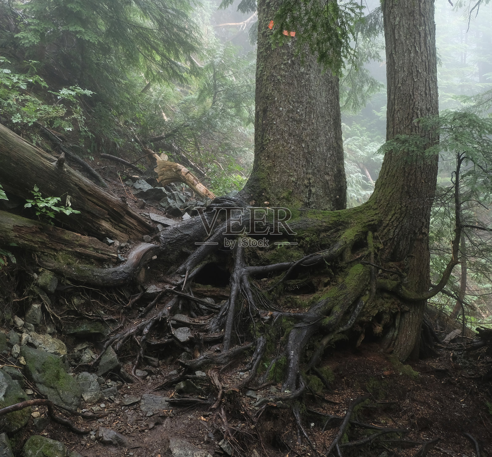 加拿大的雾林照片摄影图片