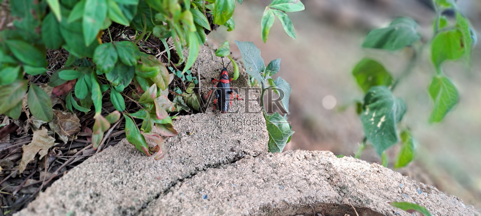 Koppie Foam Grasshopper (Rooibaadjie)照片摄影图片