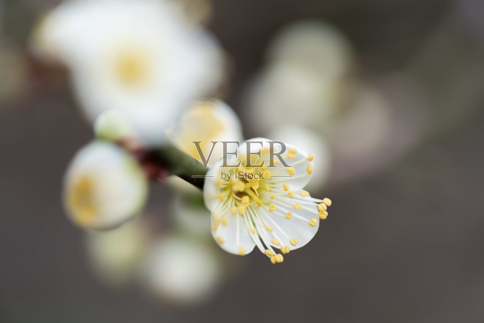 梅花盛开照片摄影图片