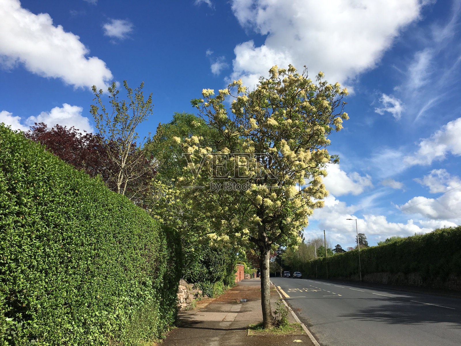 甘露灰树照片摄影图片
