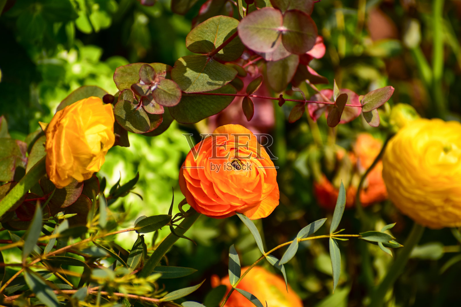 园林中的亚洲毛茛特写。照片摄影图片