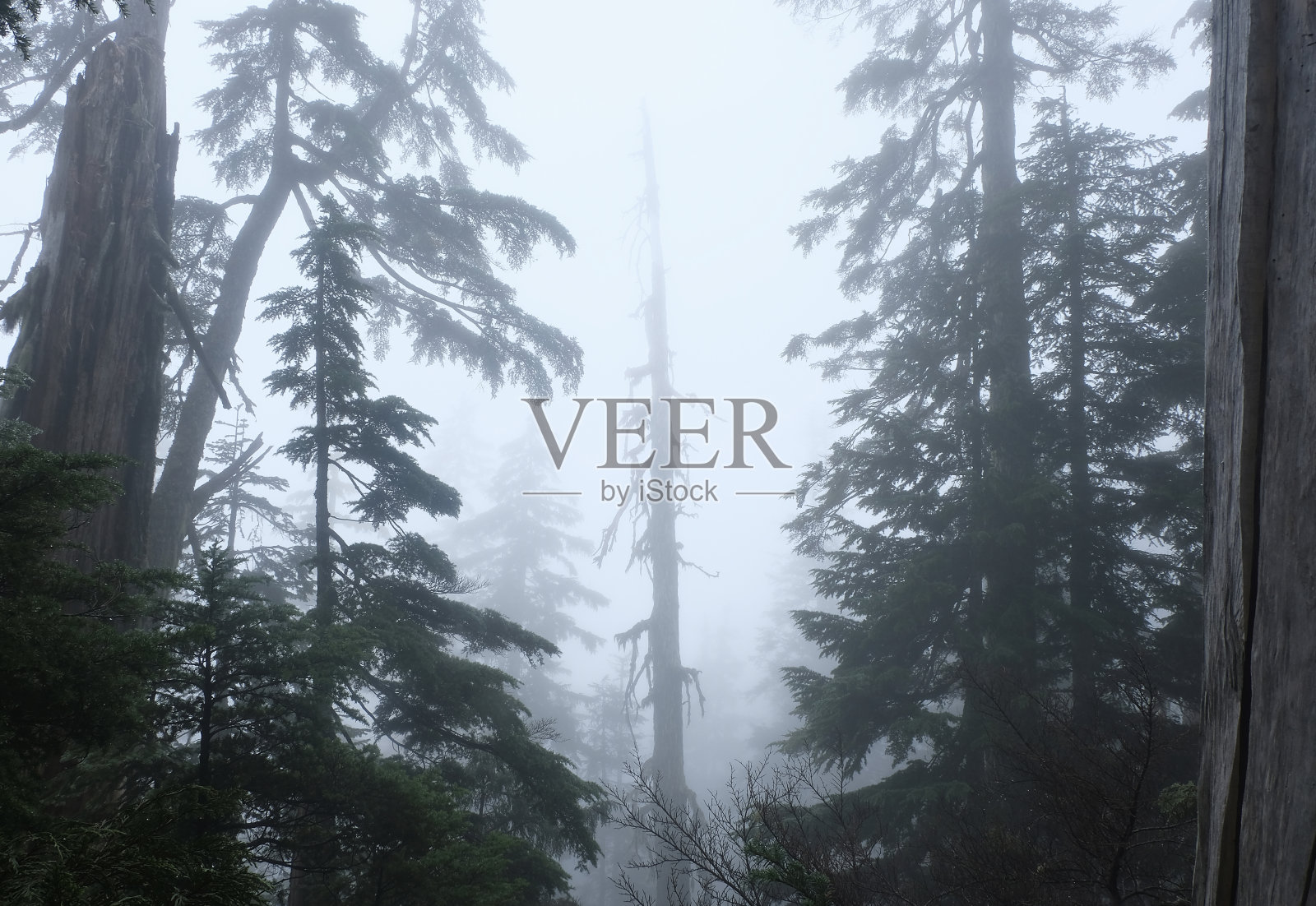 加拿大的雾林照片摄影图片