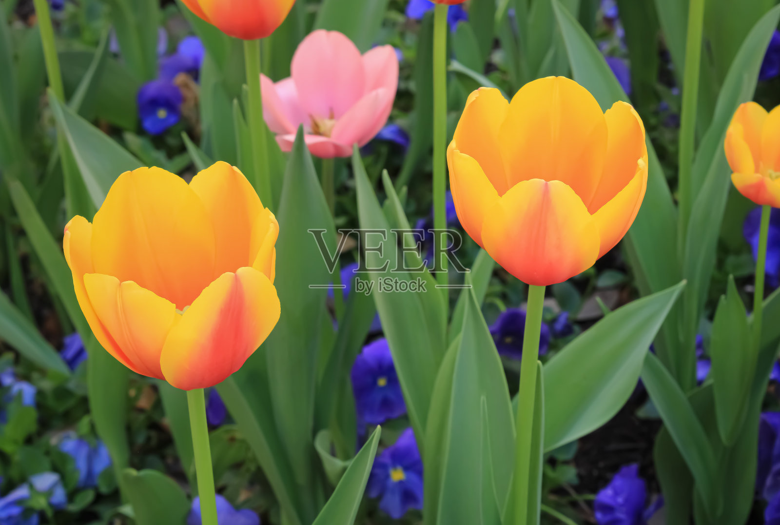 两个郁金香照片摄影图片