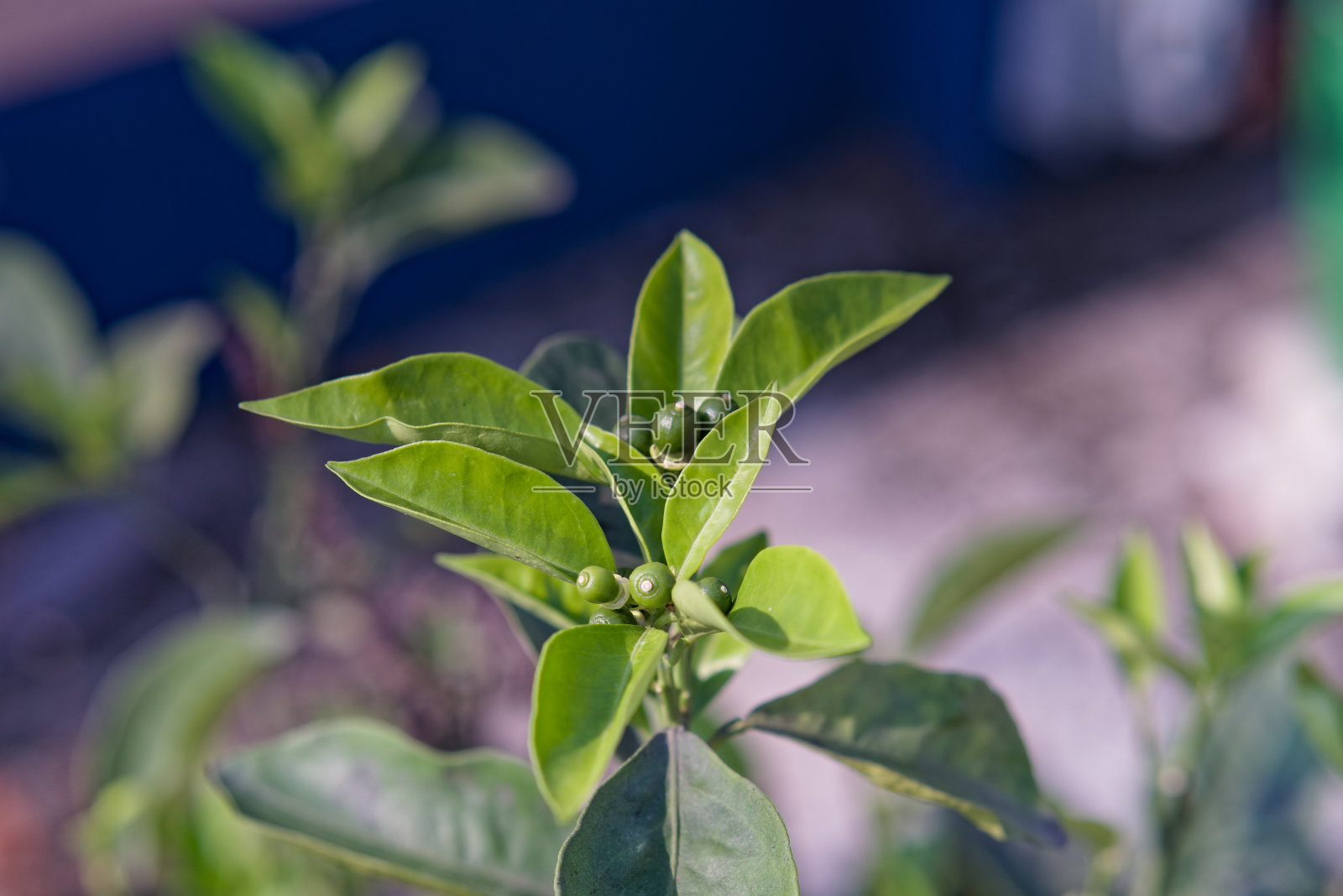 图为正在生长的马耳他小果树照片摄影图片