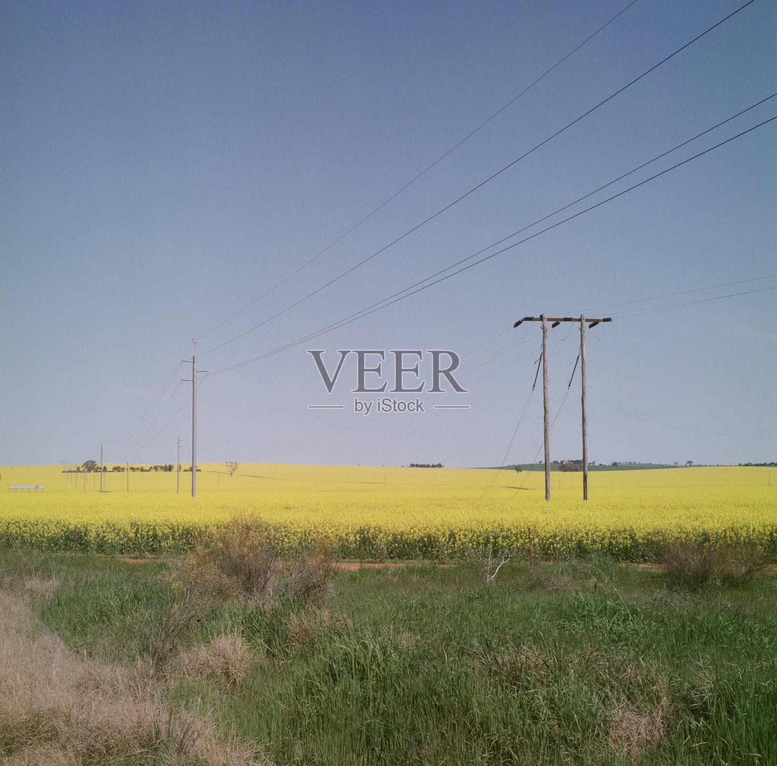 油菜籽田照片摄影图片