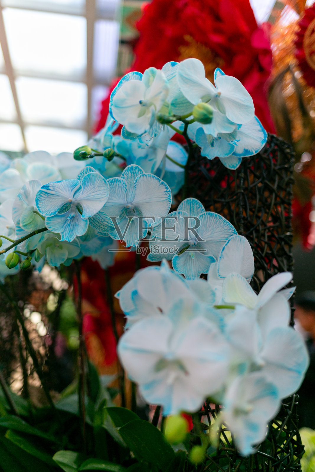 近距离微距拍摄异国兰花-水蓝色与白色照片摄影图片