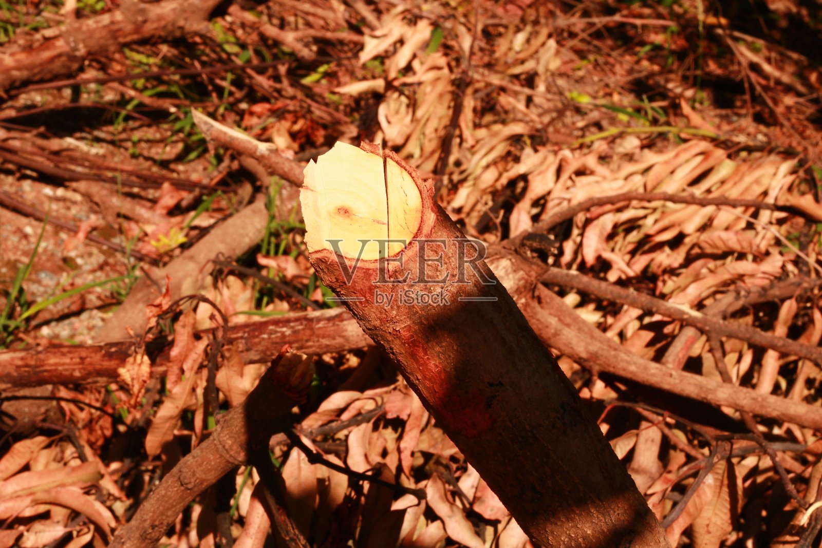 枯叶的树干照片摄影图片