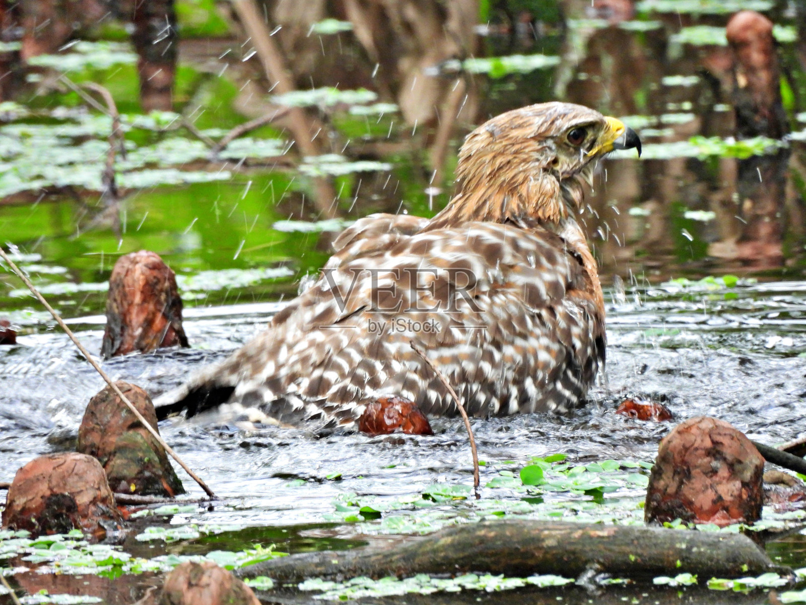 红肩鹰在洗澡照片摄影图片