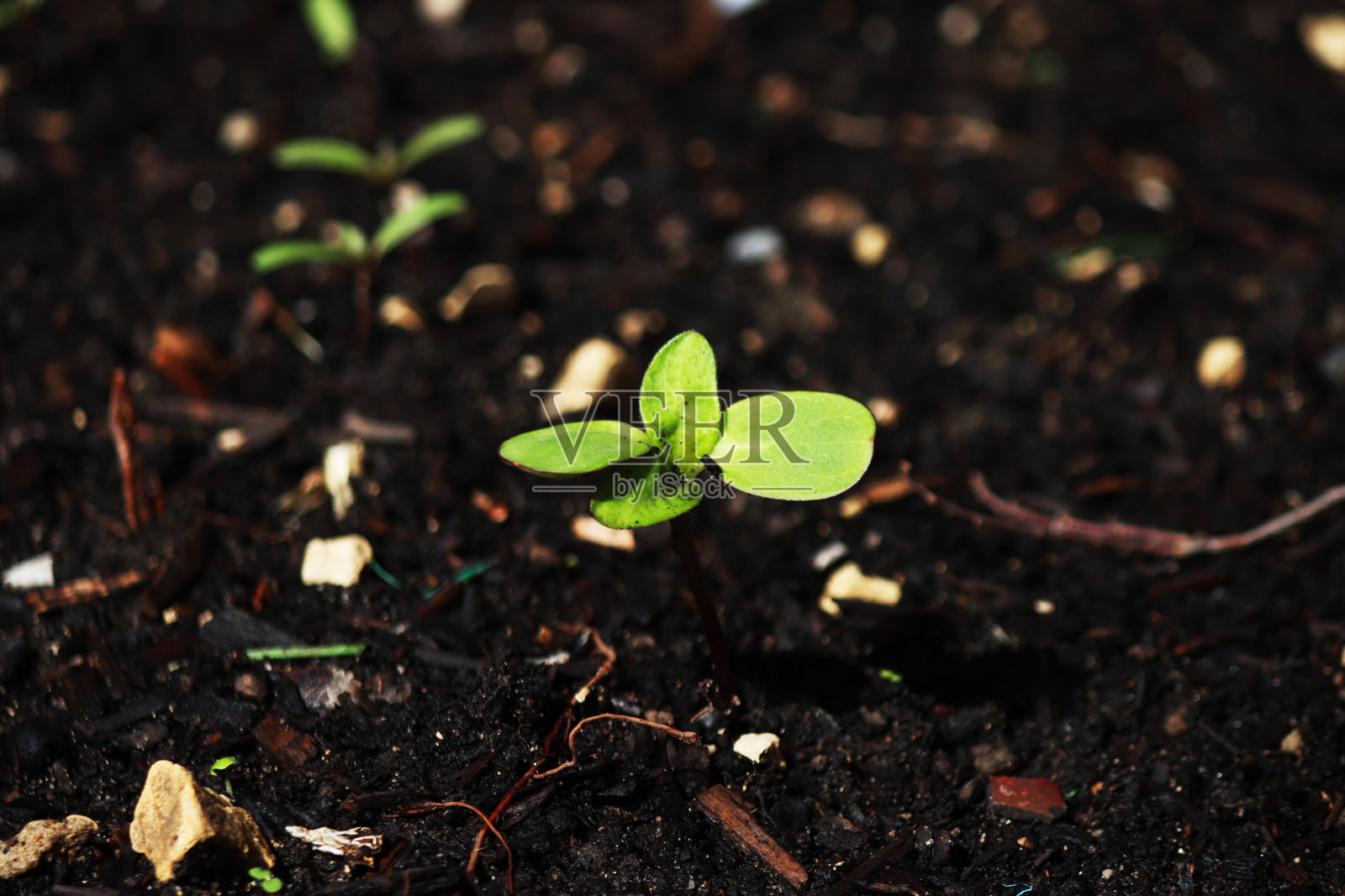 一株新植物拔地而起照片摄影图片
