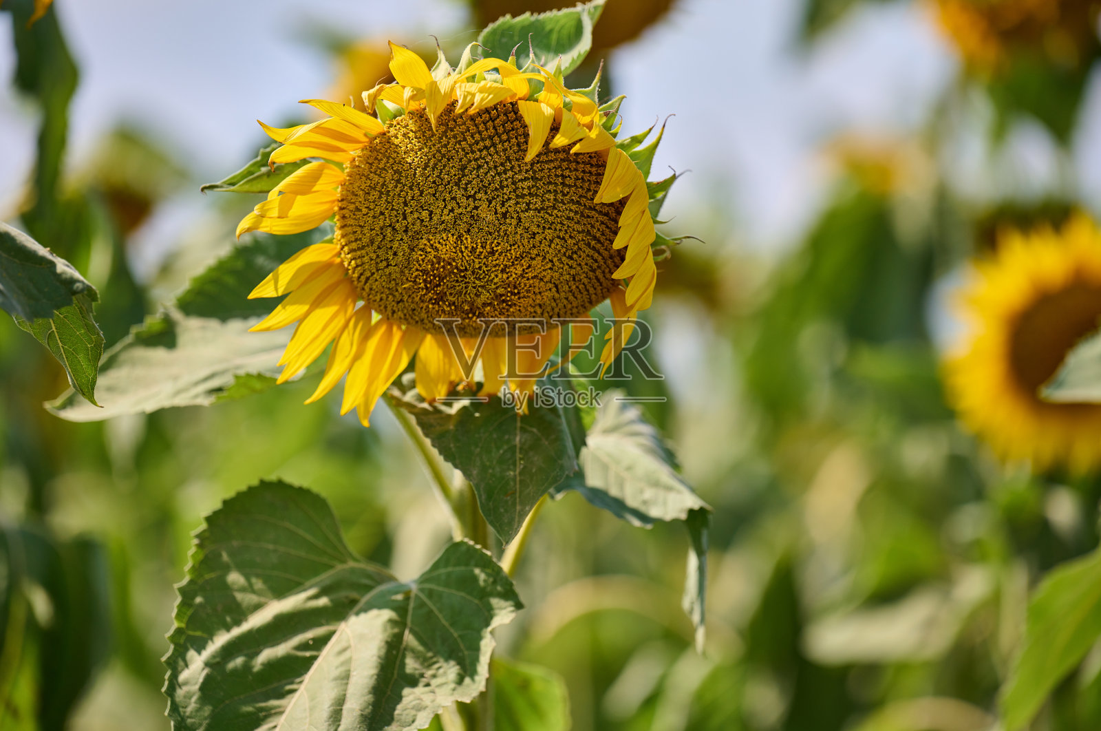 乌克兰，夏日阳光明媚的一天，田野里长满了向日葵照片摄影图片