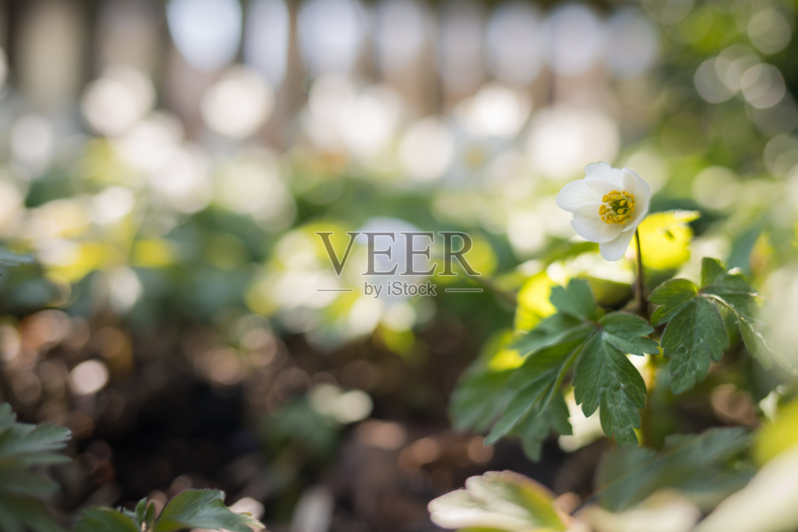 春花在阳光下照片摄影图片