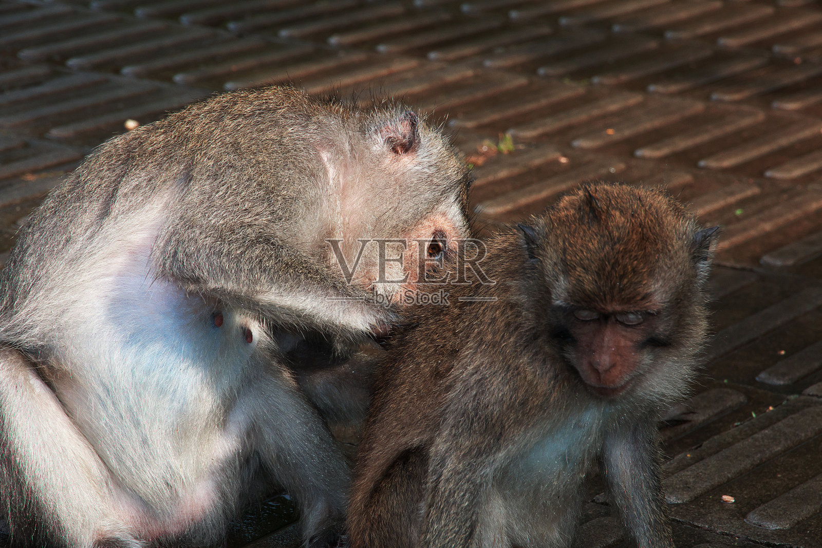 猴子森林，巴厘岛动物园，印度尼西亚照片摄影图片