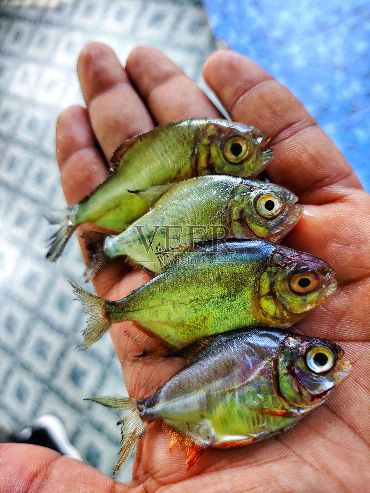 有很多pacu roochandfish出售HD照片摄影图片