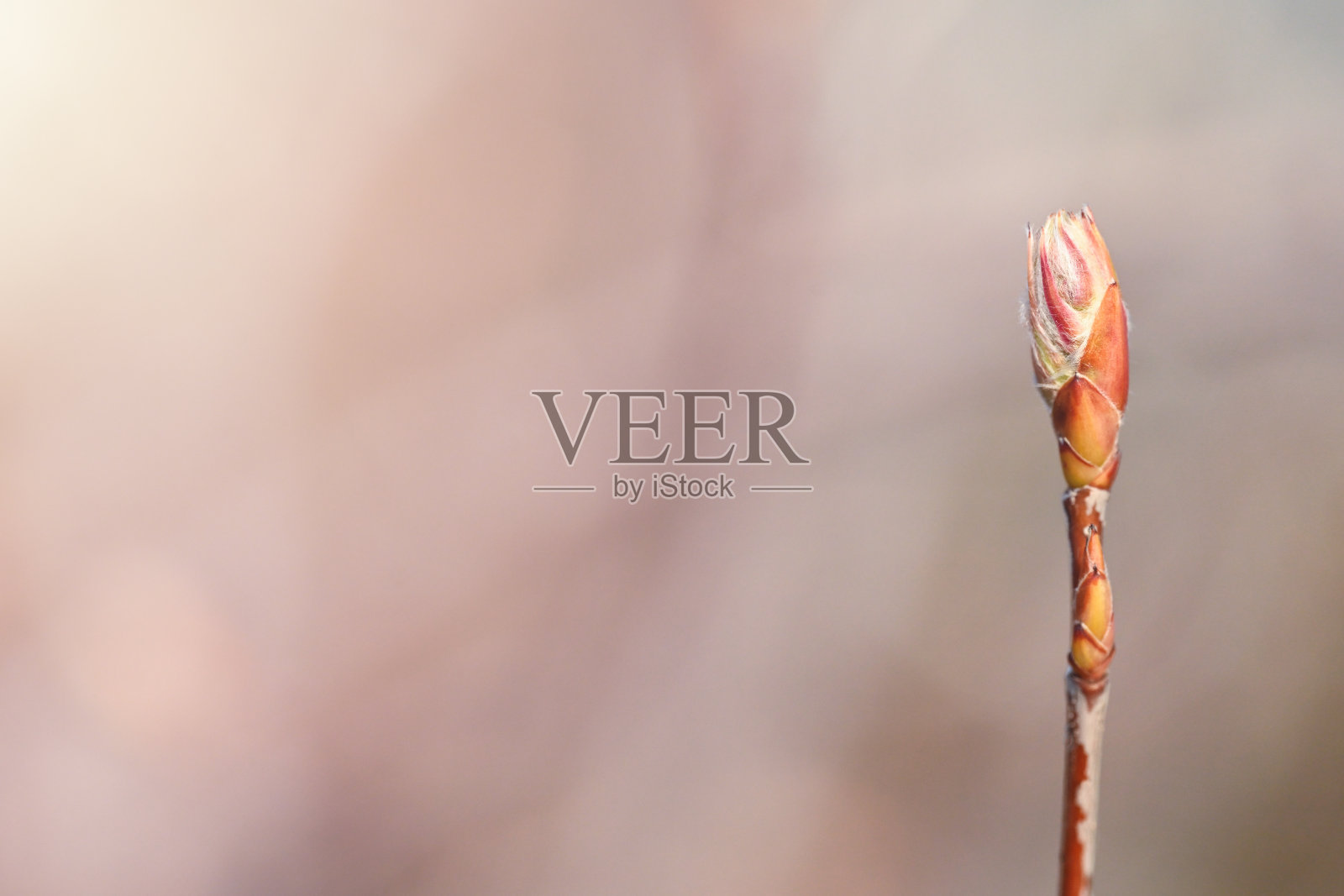 春早树照片摄影图片