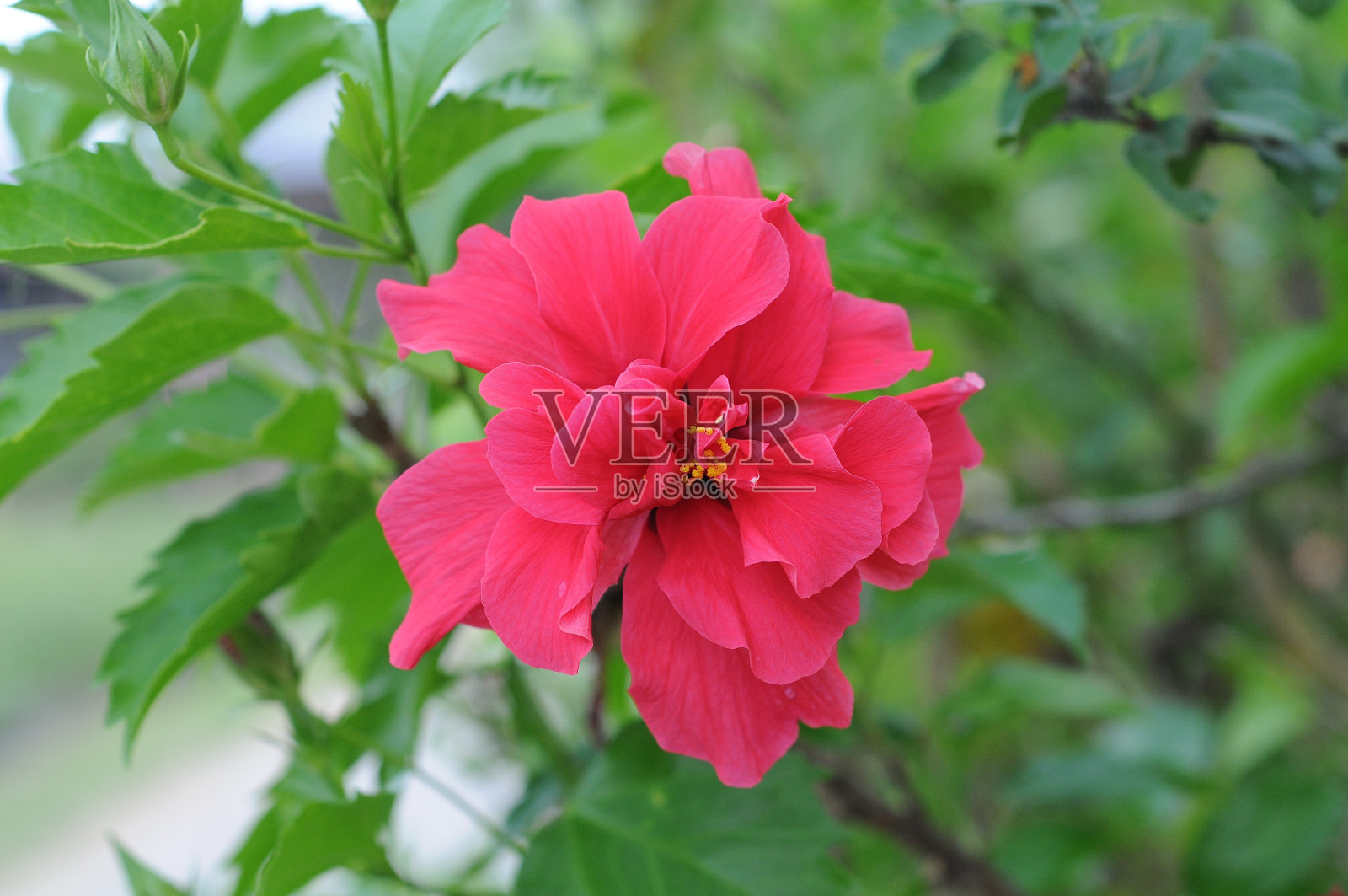 红色木槿花，树叶背景，自然背景照片摄影图片