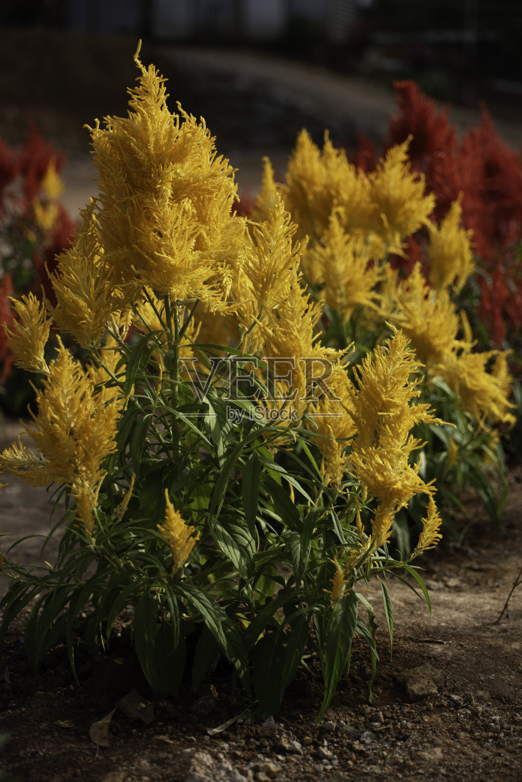 凤仙花植物，红色的花，黄色的叶照片摄影图片