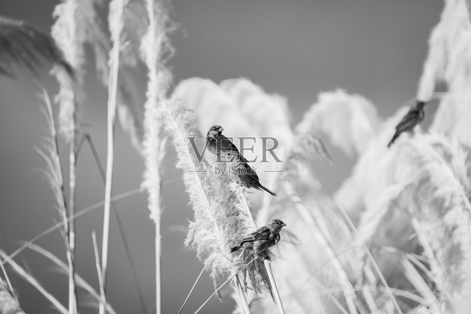 栖息在潘帕斯草原花茎上的家雀。照片摄影图片