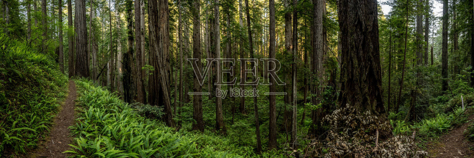 黑暗森林中的红杉全景图和穿过它的小径照片摄影图片