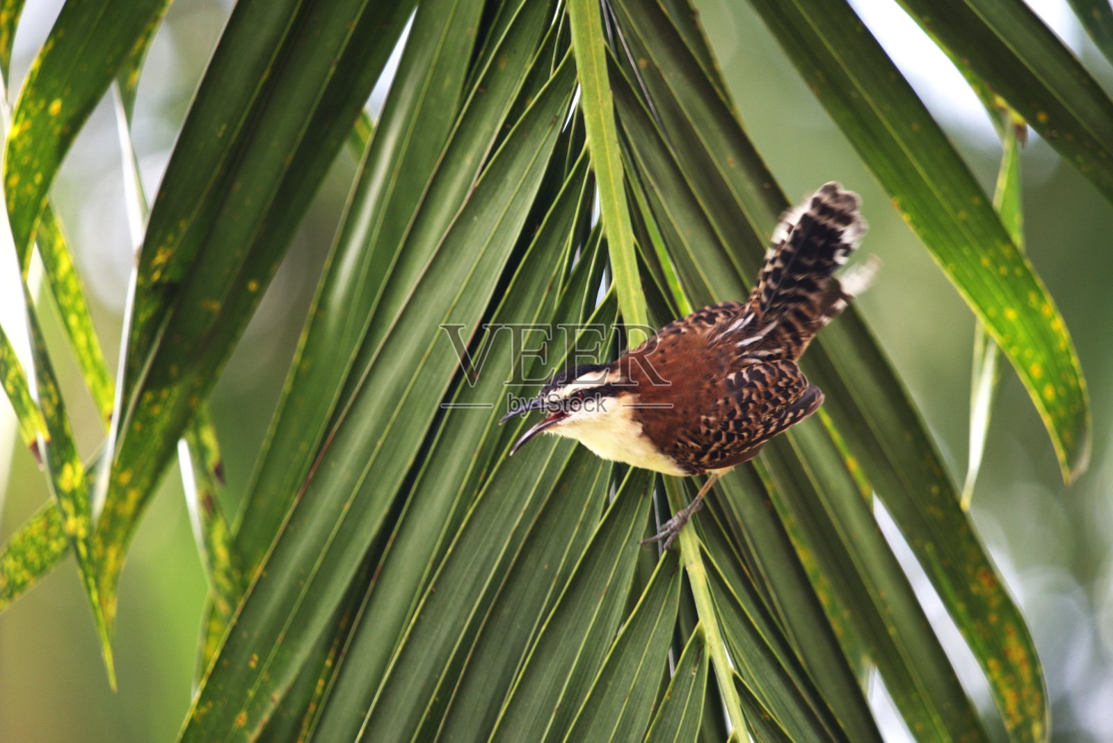 露丝打盹的鹪鹩发声照片摄影图片
